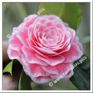 Camellia Japonica 'Tom Thumb'