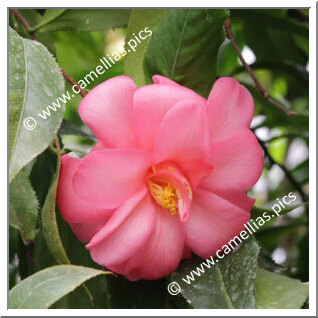 Camellia Japonica 'Tomiko'