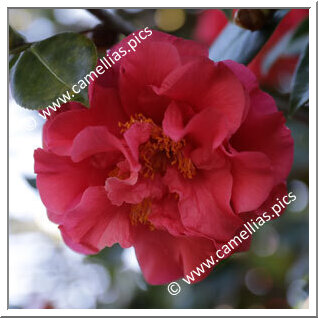 Camellia Japonica 'Tomorrow'