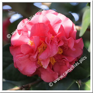 Camellia Japonica 'Tomorrow'