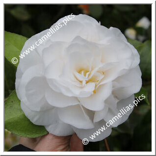 Camellia Japonica 'Tomorrow's Tropic Dawn'