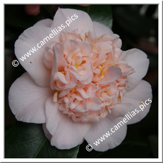 Camellia Hybrid C.x williamsii 'Toni Finlay's Fragrant'