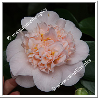 Camellia Hybrid C.x williamsii 'Toni Finlay's Fragrant'