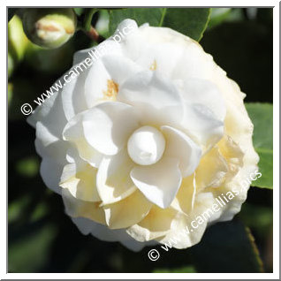 Camellia Japonica 'Tootsie'
