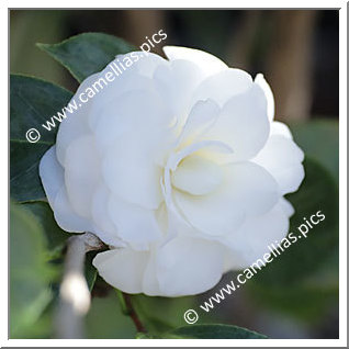 Camellia Japonica 'Tootsie'