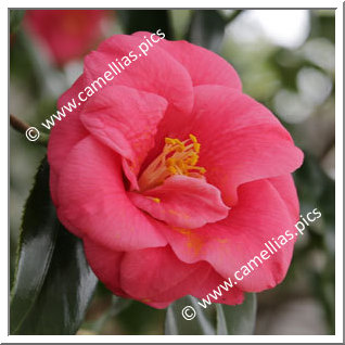 Camellia Japonica 'Toramaru'