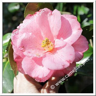 Camellia Japonica 'Tori-no-ko'