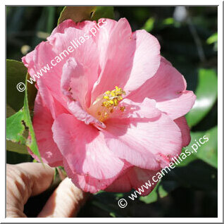 Camellia Japonica 'Tori-no-ko'