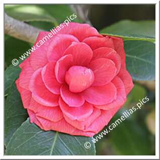 Camellia Japonica 'Tornielli d'Italie'