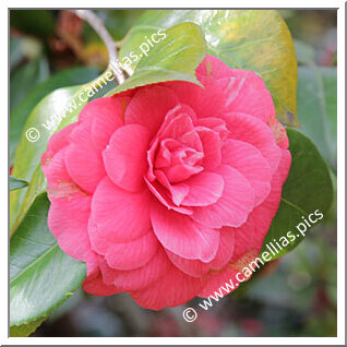 Camellia Japonica 'Tornielli d'Italie'