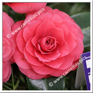 Camellia Japonica 'Torre de Lama Roja'