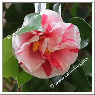 Camellia Japonica 'Tôsenji'