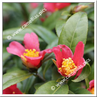 Camellia Japonica 'Tochihime'