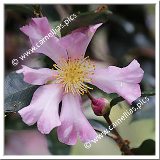 Camellia Sasanqua 'Tôtenko'