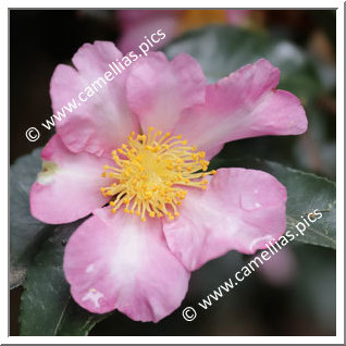 Camellia Sasanqua 'Tôtenko'