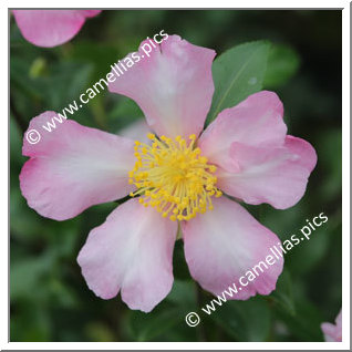 Camellia Sasanqua 'Tôtenko'