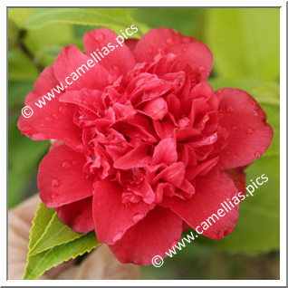 Camellia Japonica 'Tourbillon Rouge'