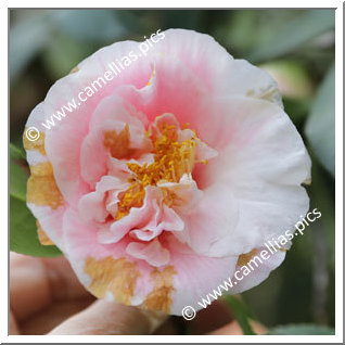 Camellia Japonica 'Marguerite Tourje'