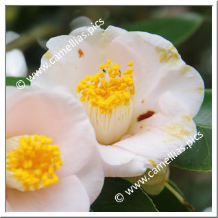 Camellia Japonica 'Toyohuku'