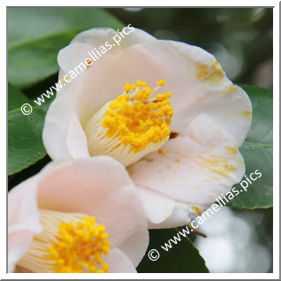 Camellia Japonica 'Toyohuku'
