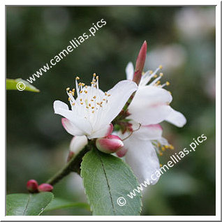 Camellia Botanique C. transarisanensis