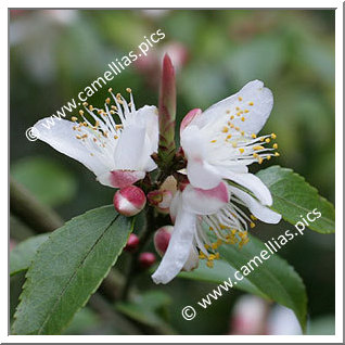 Camellia Botanique 'C. transarisanensis'