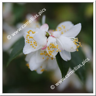 Camellia Species C. transarisanensis