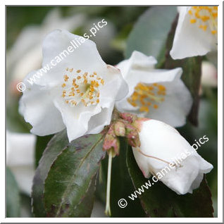 Camellia Botanique C. transnokoensis