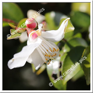 Camellia Botanique 'C. transnokoensis'