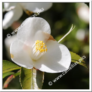 Camellia Botanique 'C. transnokoensis'