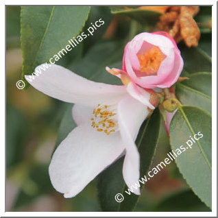 Camellia Hybride 'Transtasman'