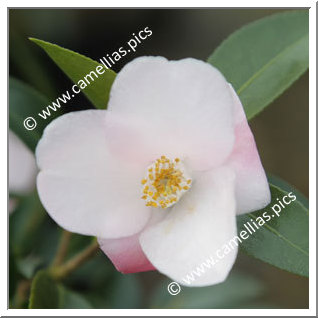 Camellia Hybride 'Transtasman'