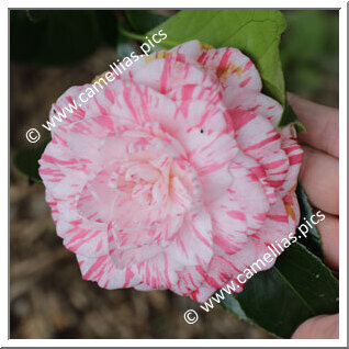 Camellia Japonica 'Traversi'