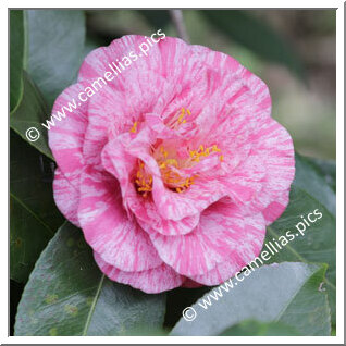 Camellia Japonica 'Giuseppe Traverso'