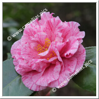 Camellia Japonica 'Giuseppe Traverso'