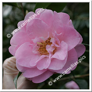 Camellia Hybrid C.x williamsii 'Tregrehan'
