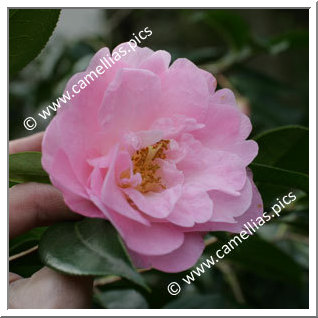 Camellia Hybride C.x williamsii 'Tregrehan'