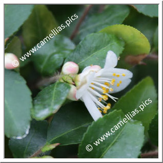 Camellia Species C. trichoclada