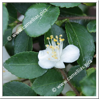 Camellia Botanique 'C. trichoclada'