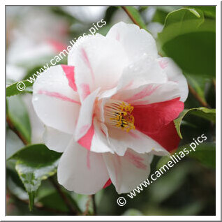 Camellia Japonica 'Tricolor'