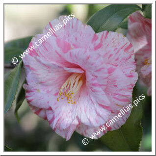 Camellia Japonica 'Tricolor Florentine'