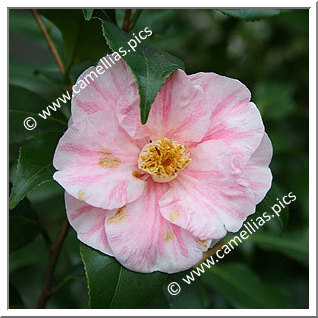 Camellia Japonica 'Tricolor Nova'