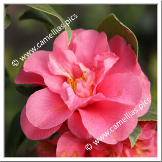 Camellia Japonica 'Tricolor Pink'