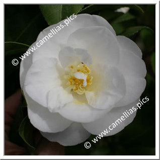 Camellia Japonica 'Tricolor White'