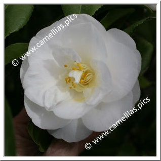 Camellia Japonica 'Tricolor White'