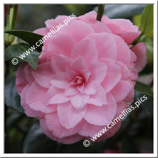 Camellia Japonica 'Triomphe de Mayence'