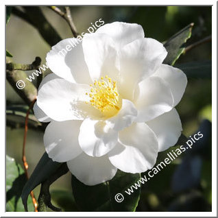 Camellia Japonica 'Triphosa'