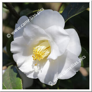 Camellia Japonica 'Triphosa'