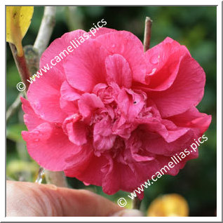 Camellia Hybride C.reticulata 'Tristrem Carlyon'