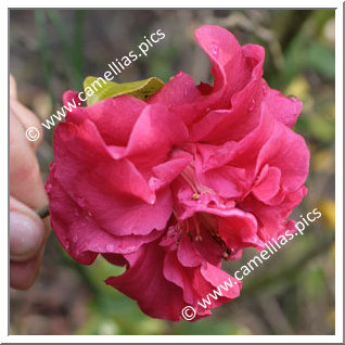 Camellia Hybrid C.reticulata  'Tristrem Carlyon'